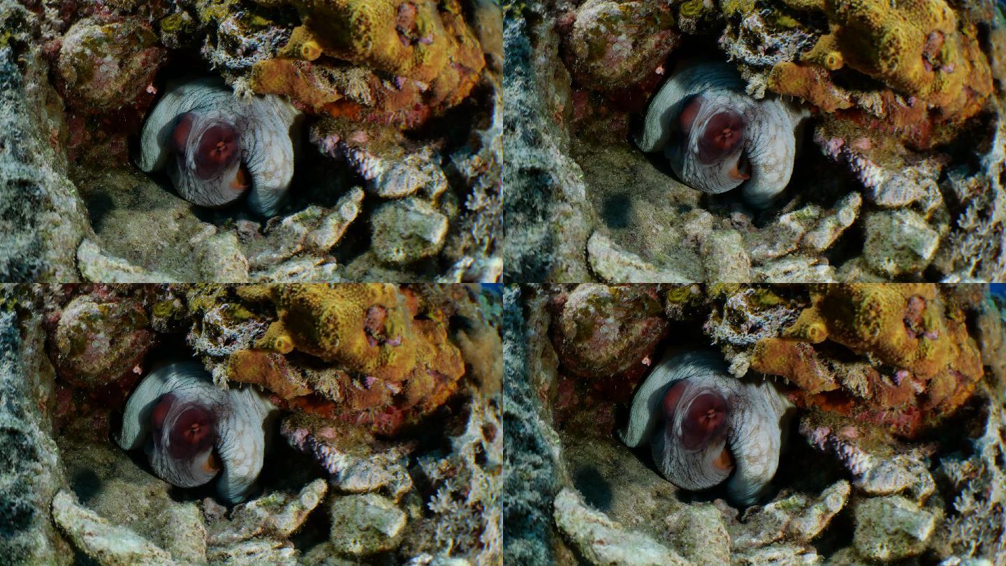 海底礁巨型章鱼特写图