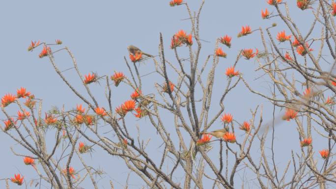 条纹耳鳞茎鸟，在树梢上吃花粉。