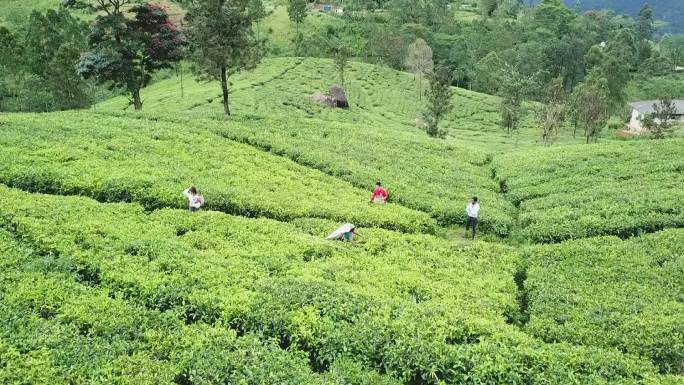 斯里兰卡高山茶园采茶