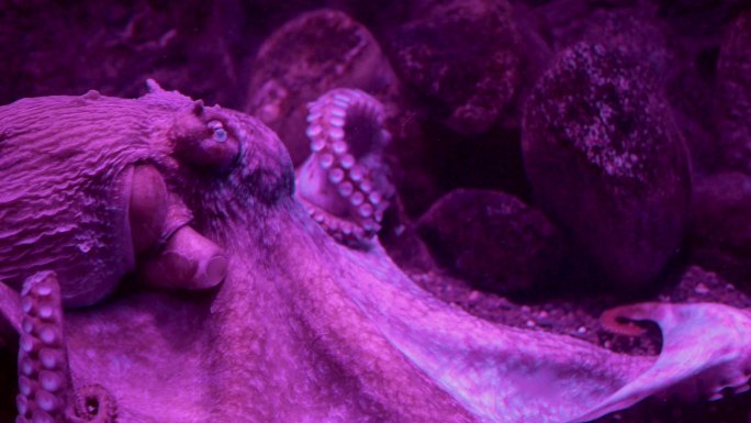 珊瑚礁附近的巨型太平洋章鱼