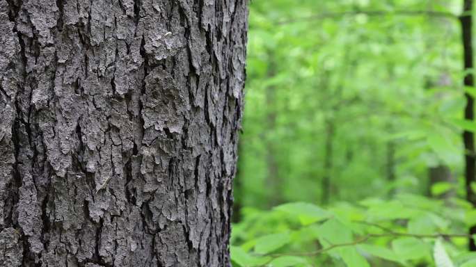 加拿大魁北克森林中的橡树树皮特写