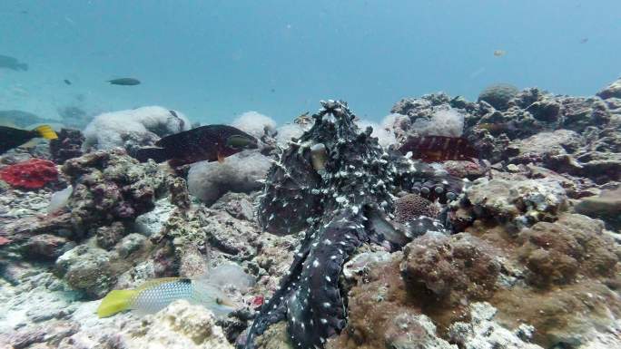 章鱼接近水下呼吸器潜水员视角