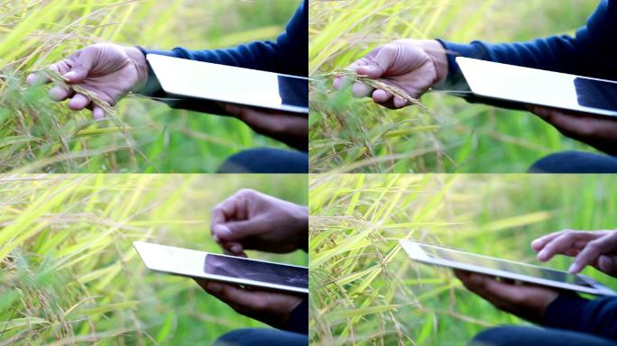 农民在水田用平板电脑手动检查谷物生长，慢动作