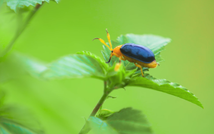 微距小甲虫昆虫