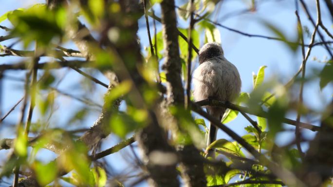 白俄罗斯春季的长尾山雀或长尾灌山雀（Aegithalos caudatus）