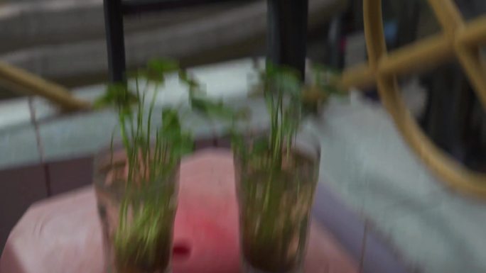 生活文艺风仪式感氛围感阳台绿植植物实拍