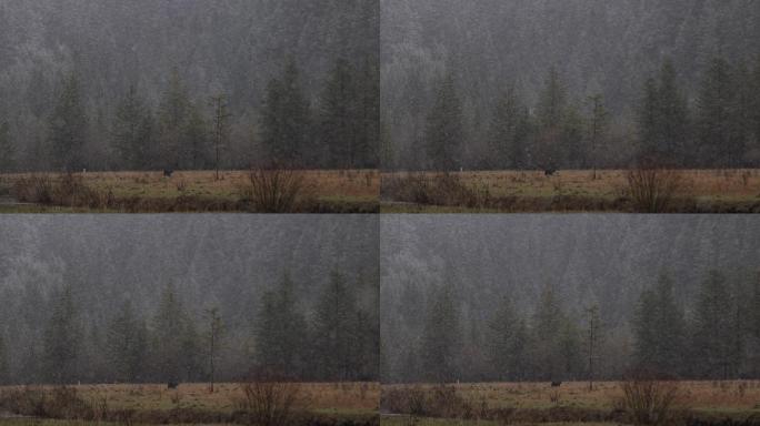 草原大雪油画牦牛升格慢动作4k实拍