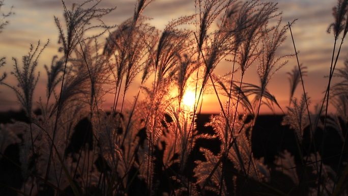 夕阳和芦苇