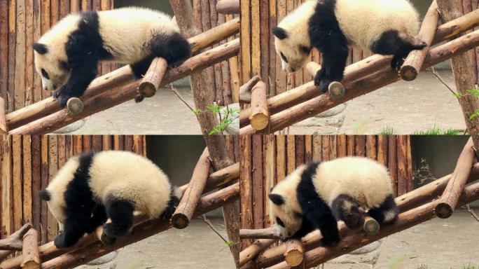 四川成都大熊猫繁育研究基地小熊猫幼崽行走