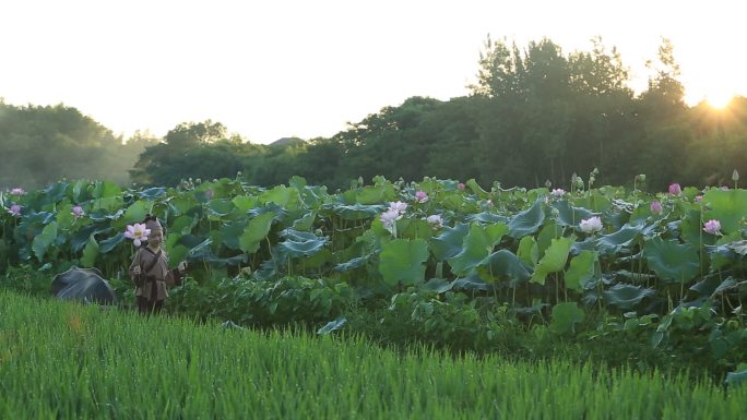 江南浙江古装小孩牵牛荷塘稻田王冕荷花水稻