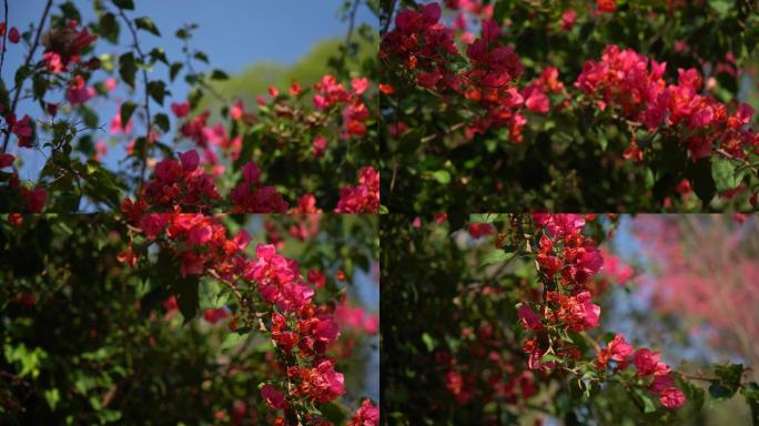 清源山夏日风光三角梅花植物