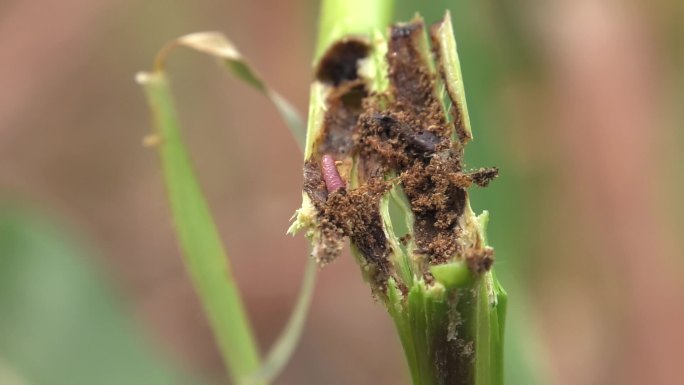 玉米螟 钻心虫 玉米 害虫 危害症状2