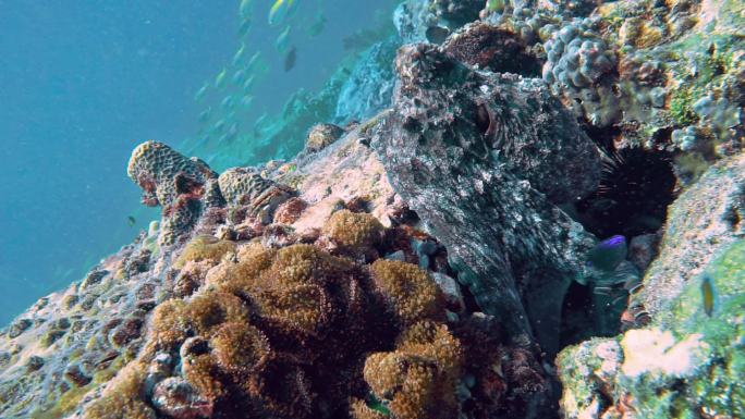 藏身海底珊瑚礁的章鱼伪装大师