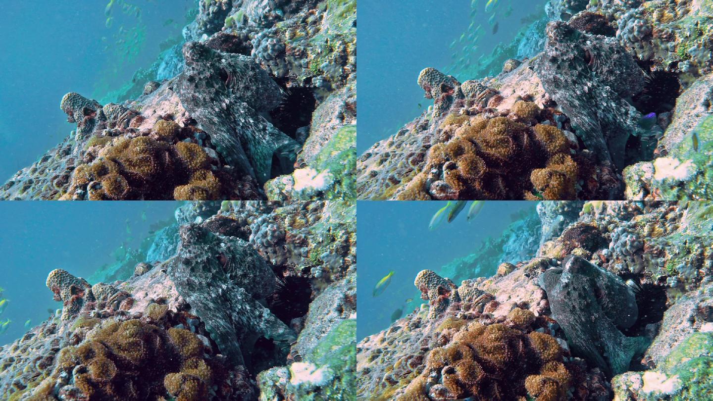 藏身海底珊瑚礁的章鱼伪装大师