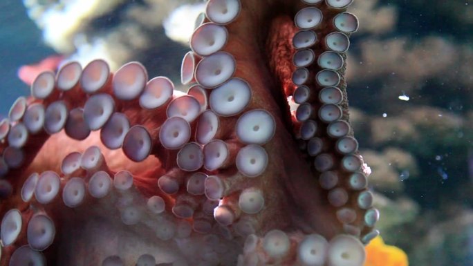 章鱼特写海底生物章鱼爪