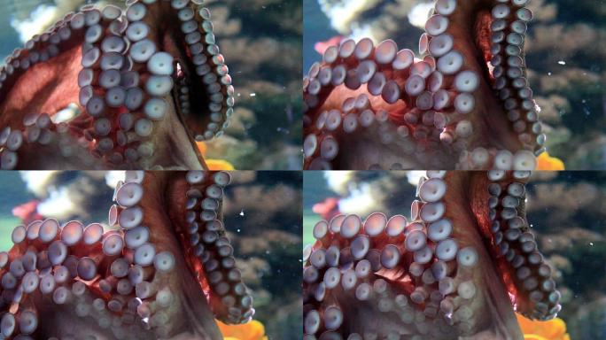 章鱼特写海底生物章鱼爪