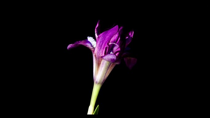 奇山紫鸢尾花盛开盛开花开