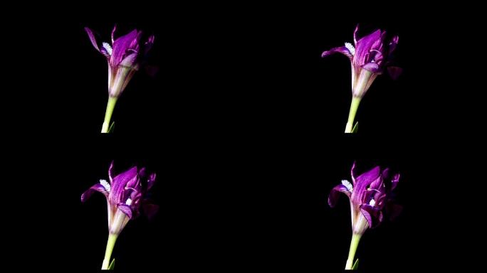 奇山紫鸢尾花盛开盛开花开