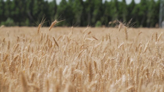 小麦,收割机,农业,农作物