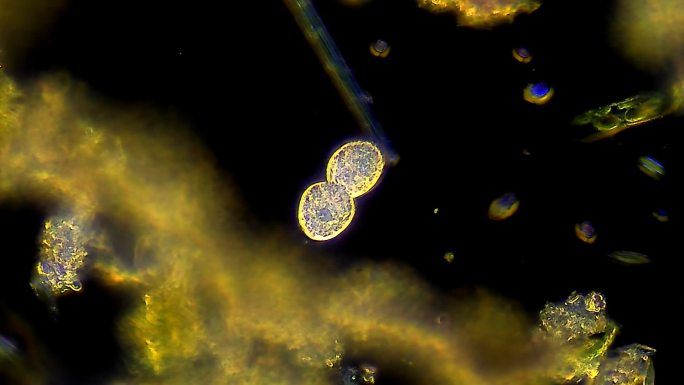 微生物.草履虫显微观察显微摄影微生物