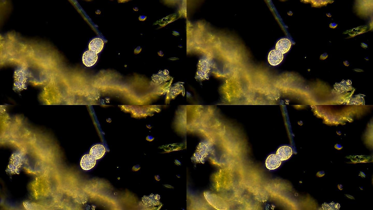 微生物.草履虫显微观察显微摄影微生物