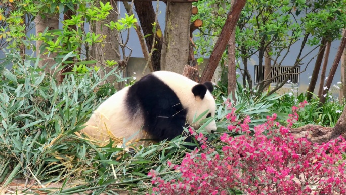 四川成都大熊猫繁育研究基地爬行的大熊猫