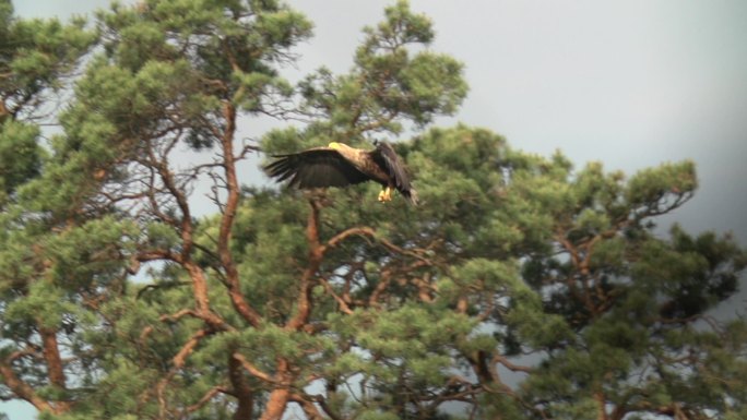 白尾鹰（Haliaeetus albicilla）在枯树上飞翔