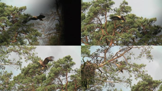 白尾鹰（Haliaeetus albicilla）在枯树上飞翔