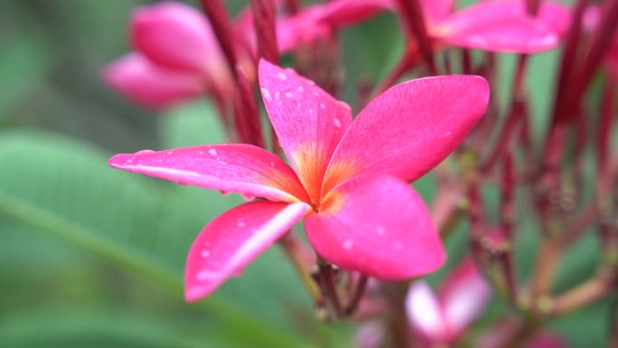 满树红色鸡蛋花绽放