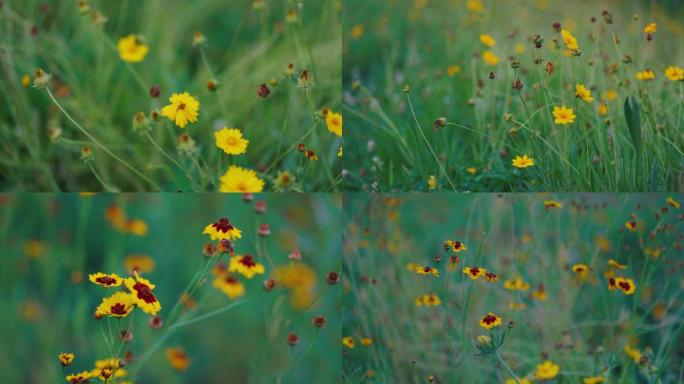 花丛、野花、小黄花