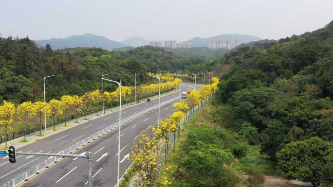 黄花风铃木航拍