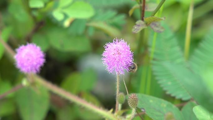 含羞草花上蜜蜂采蜜1