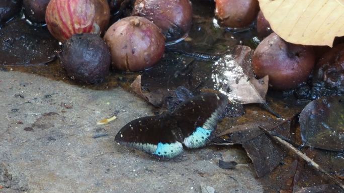 蓝色男爵蝴蝶腐败的环境坏洋葱受伤的蝴蝶