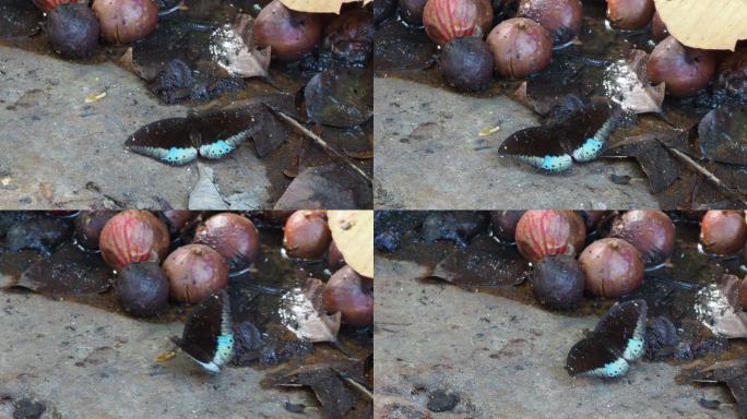 蓝色男爵蝴蝶腐败的环境坏洋葱受伤的蝴蝶