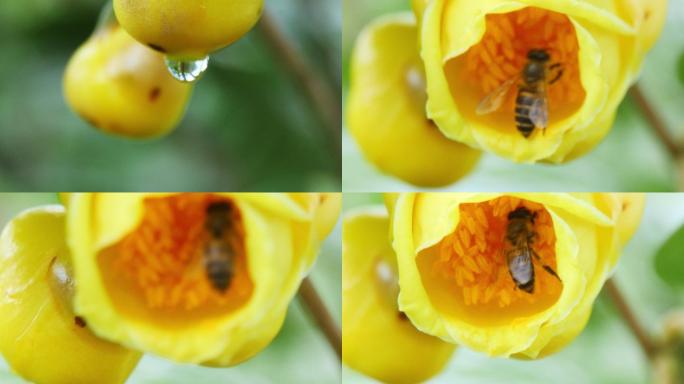 实拍盛开的金花茶-蜜蜂采蜜-花蕊