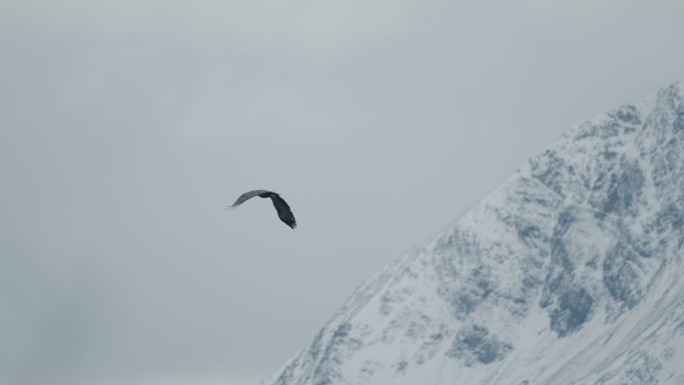 挪威户外风景：峡湾风景和鹰的飞翔