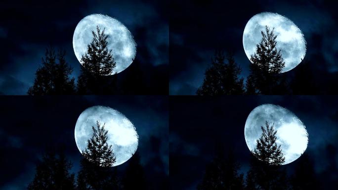月亮在树后移动森林月光月黑风高树林月光