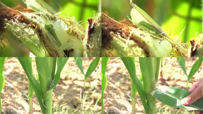 玉米 棉铃虫 幼虫 害虫 危害症状2