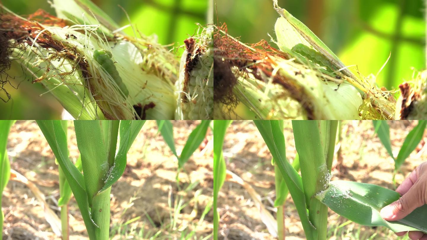 玉米 棉铃虫 幼虫 害虫 危害症状2