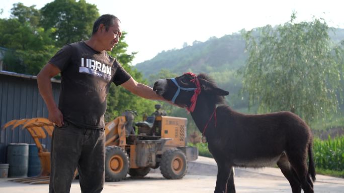 毛驴和人的感情