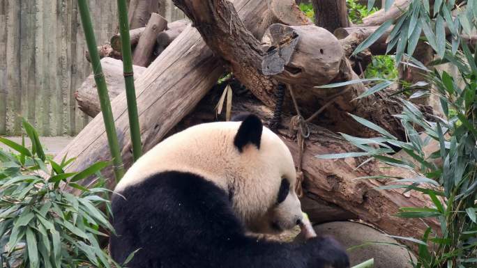 成都大熊猫繁育研究基地吃竹笋的大熊猫