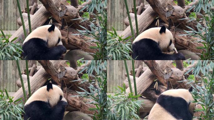 成都大熊猫繁育研究基地吃竹笋的大熊猫