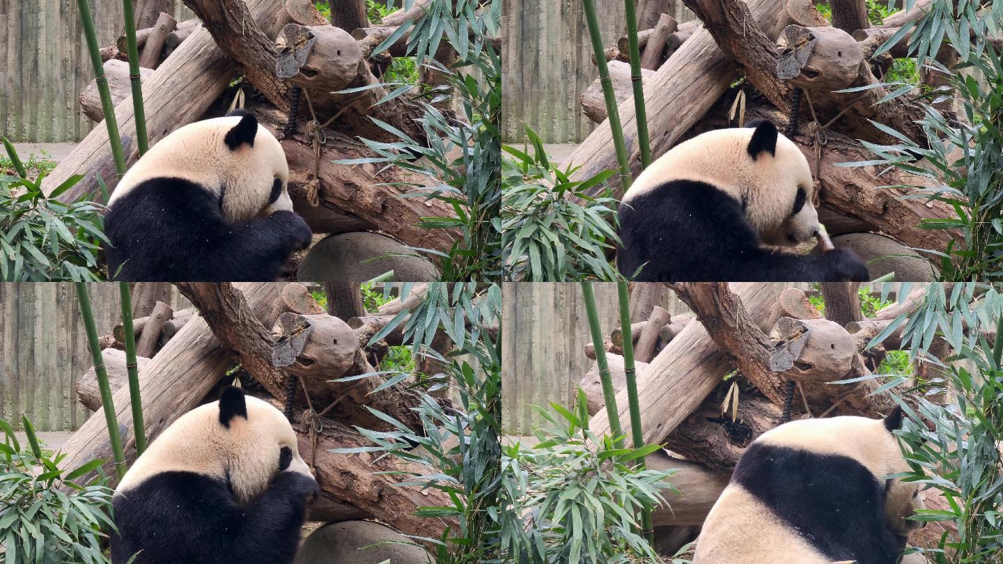 成都大熊猫繁育研究基地吃竹笋的大熊猫