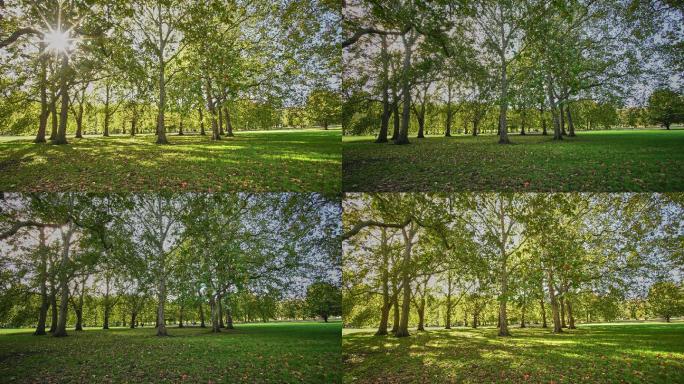 伦敦格林公园的13棵梧桐树