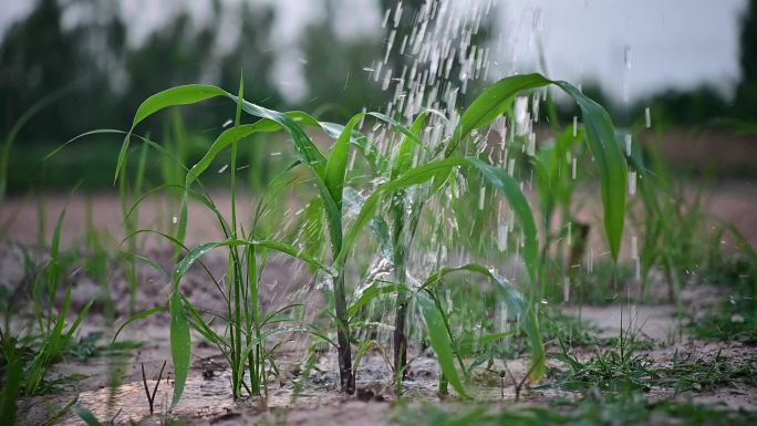 雨滴和玉米植株视频水滴落在玉米植株上慢镜头给泰国园丁的玉米植株浇水。