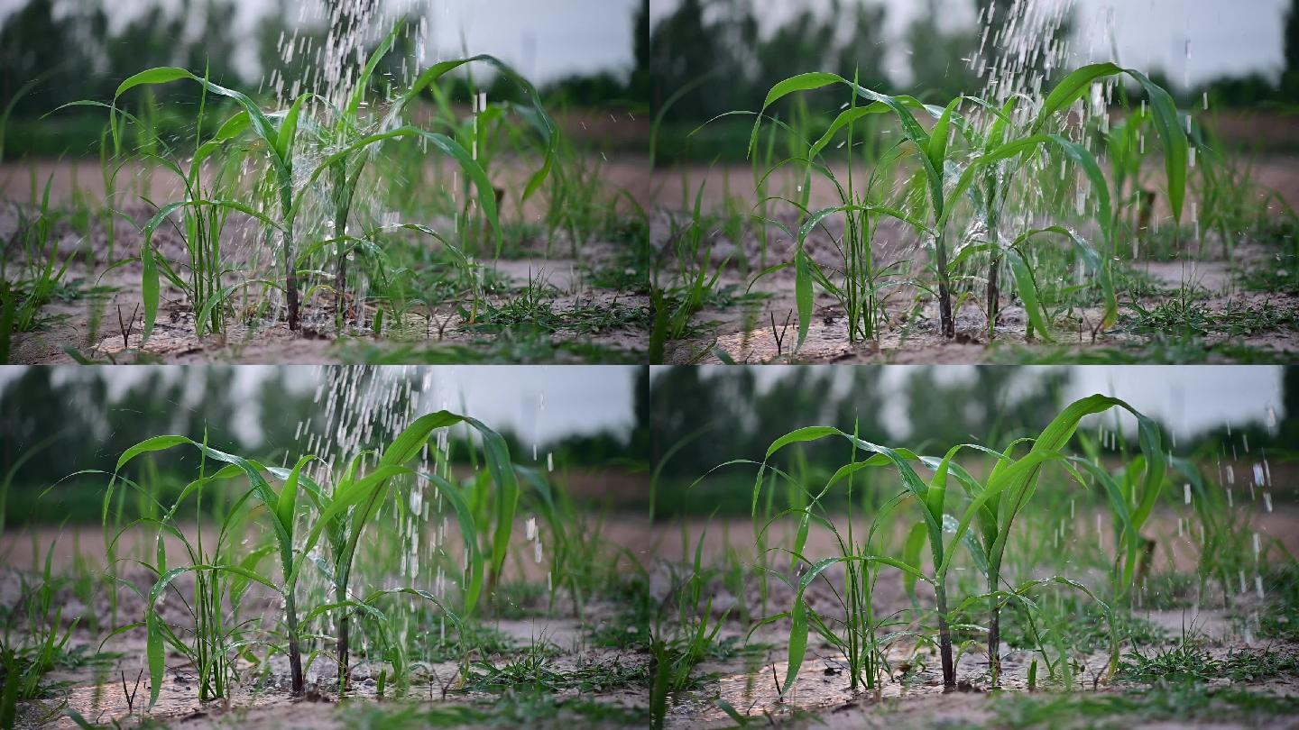 雨滴和玉米植株视频水滴落在玉米植株上慢镜头给泰国园丁的玉米植株浇水。