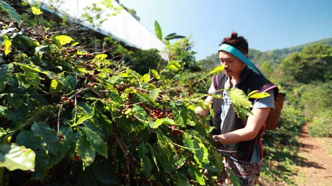 亚洲人农民在咖啡厂收获咖啡豆