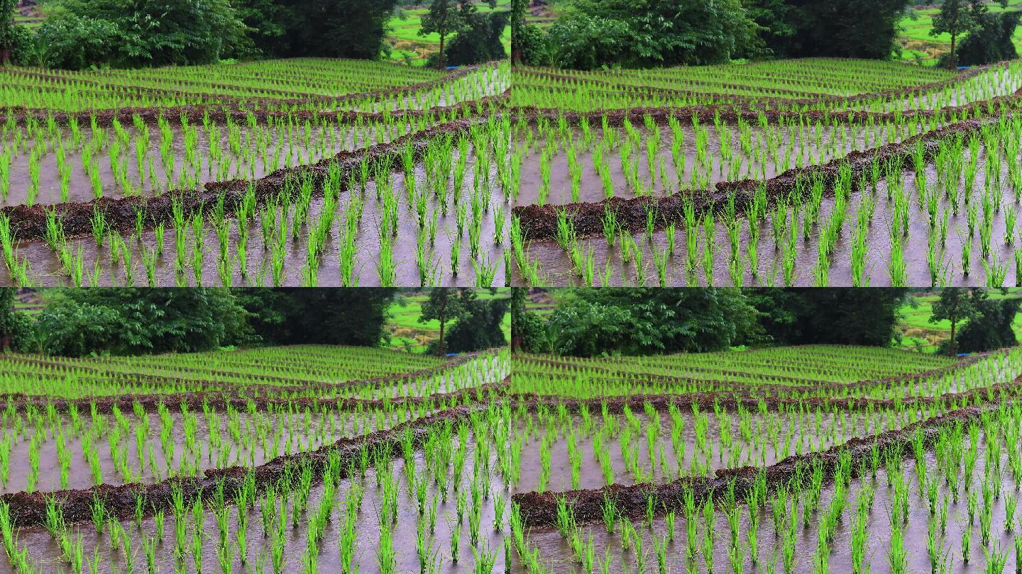 雨季的農田,稻田.