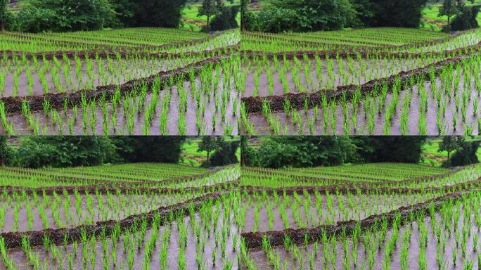 雨季的农田、稻田。