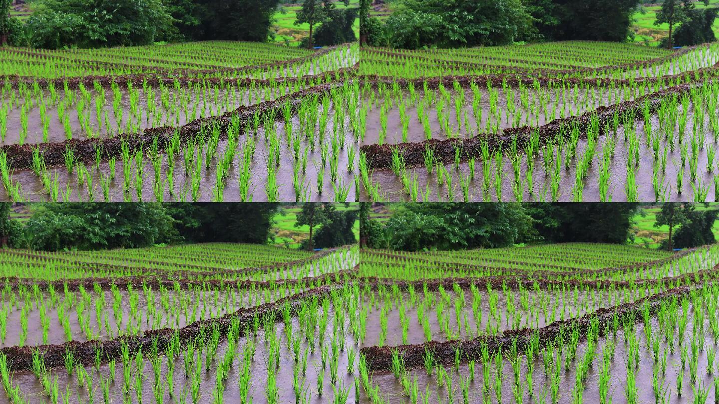 雨季的农田、稻田。